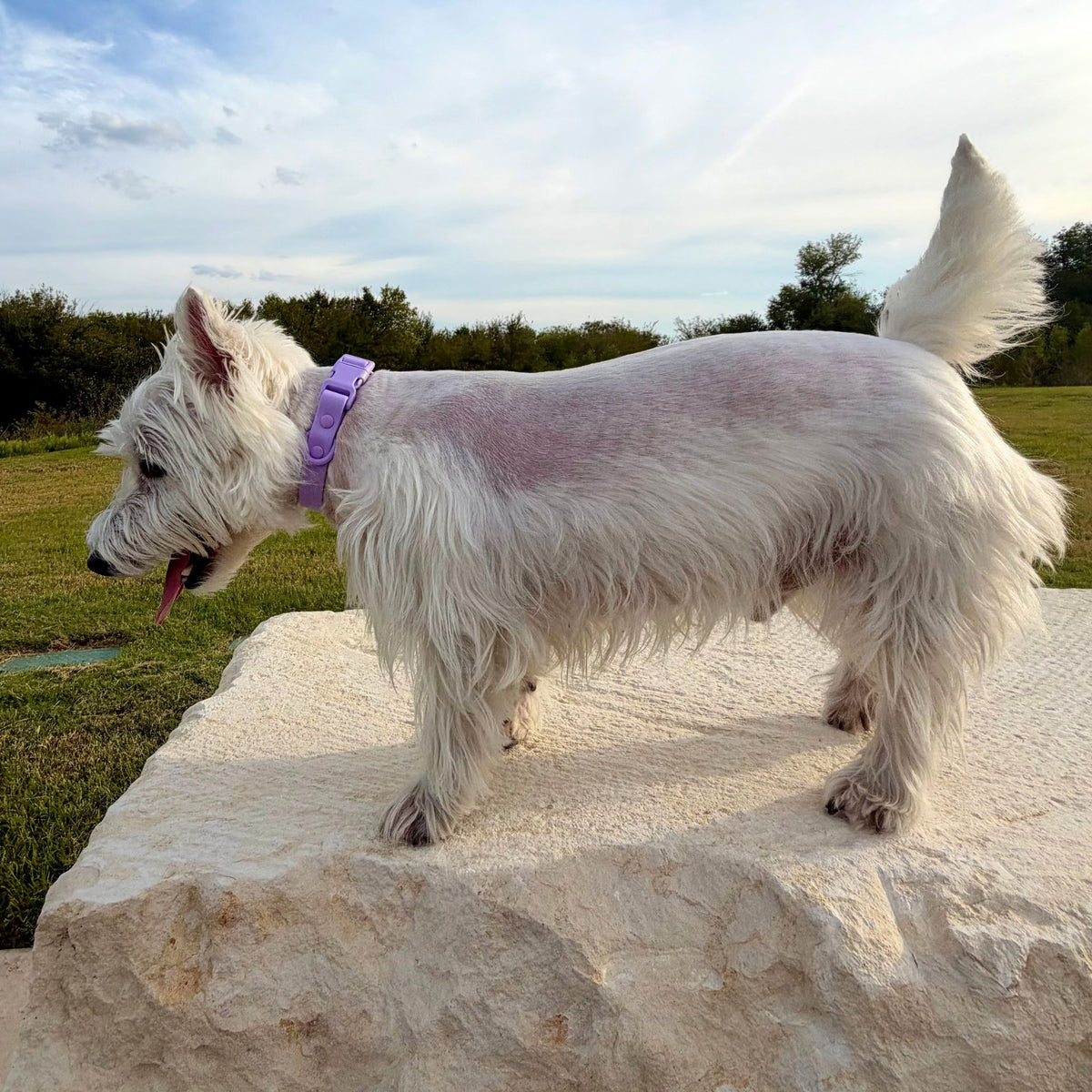 The Essential Walk Set- Lavender