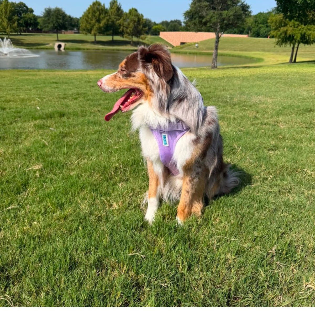The Essential Walk Set- Lavender