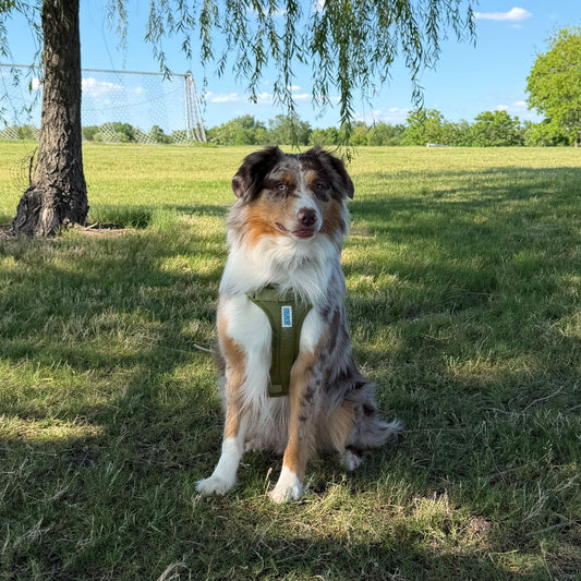 The Essential Walk Set- Olive