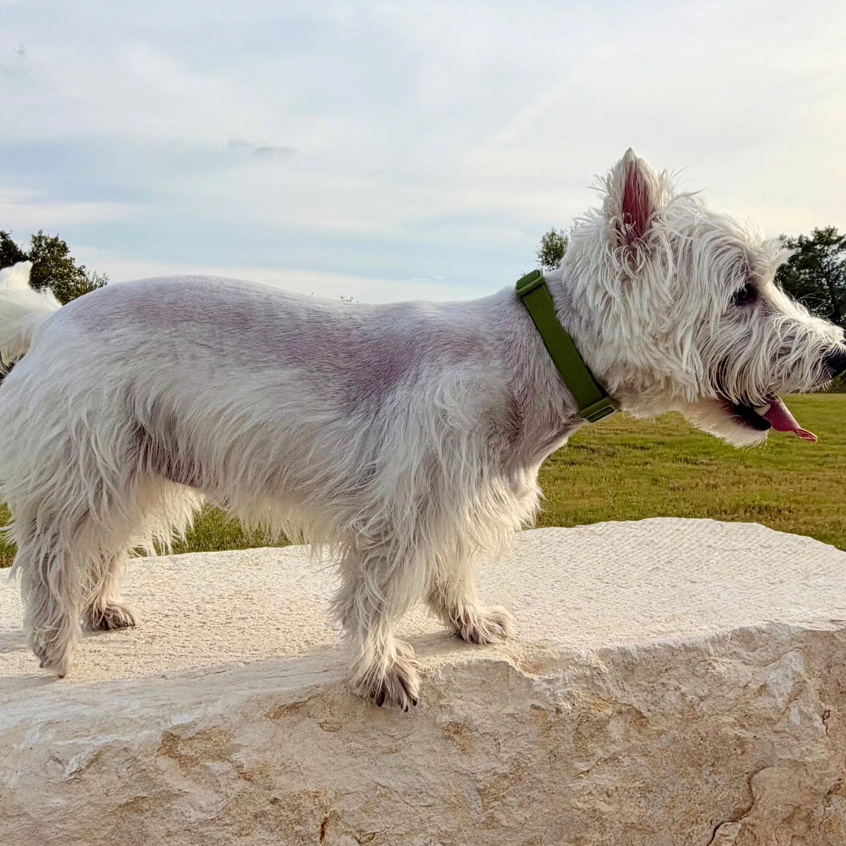 The Essential Walk Set- Olive