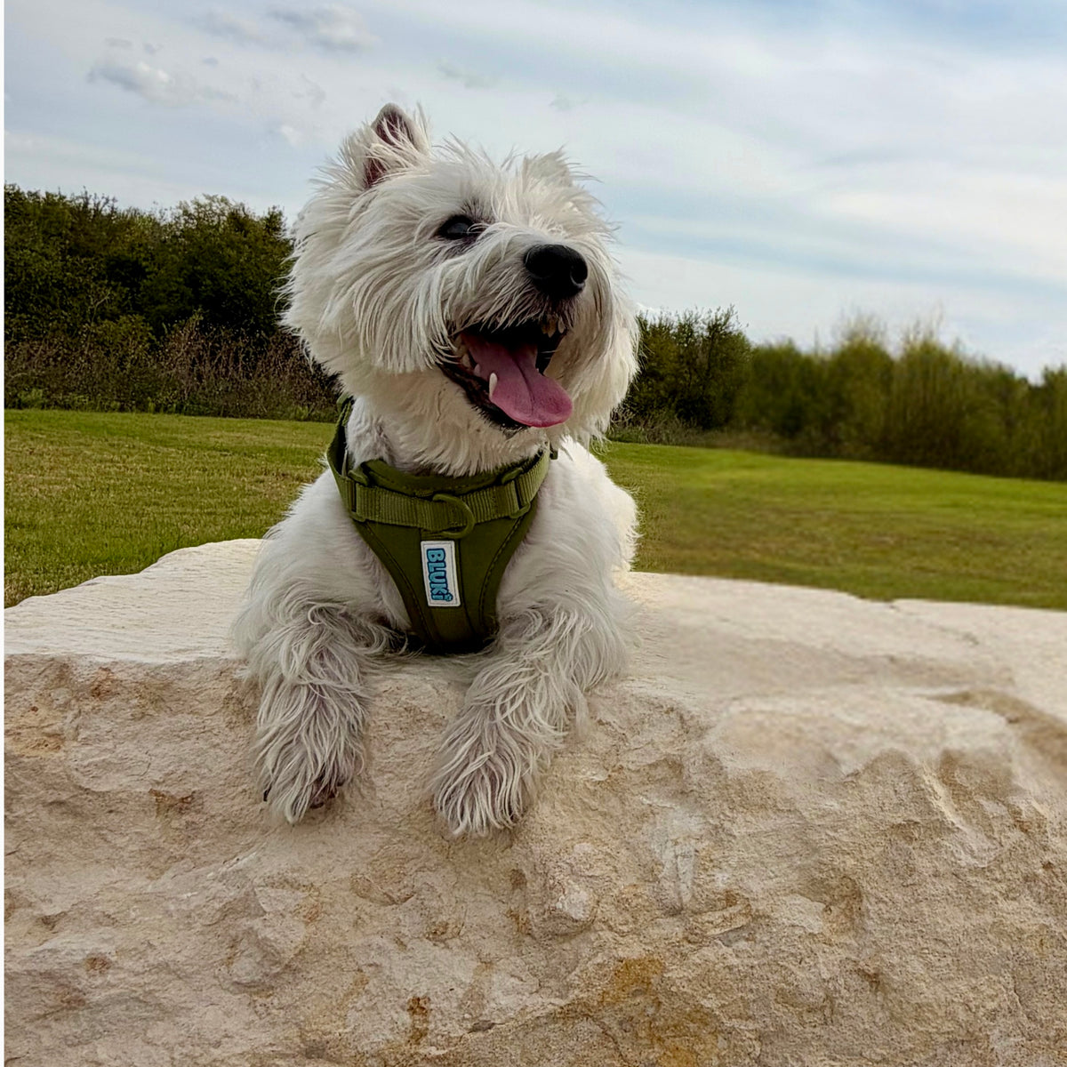 The Essential Walk Set- Olive